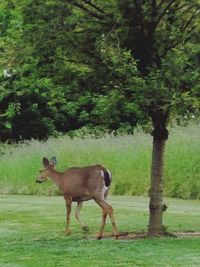 Horse standing in forest