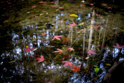 View of koi carps swimming in pond