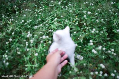 Cropped image of hand holding cat against plants