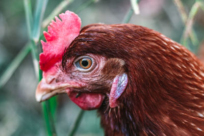 Close-up of a bird