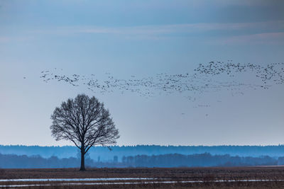 Flock of birds on field against sky