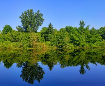Reflection of trees in water