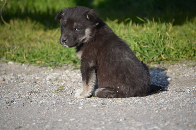 Black dog sitting on field