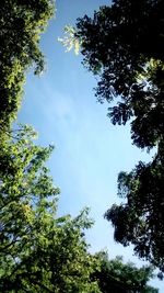 Low angle view of tree against blue sky