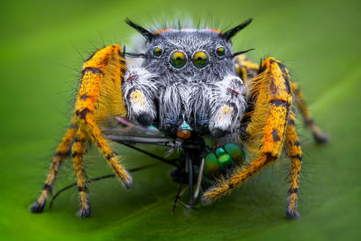 Close-up of spider on web