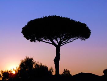 Low angle view of silhouette tree against sky at sunset