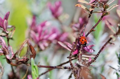 Close-up of insect on flower