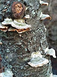 Close-up of mushroom growing on tree trunk