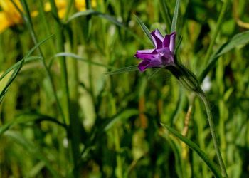 Close-up of purple flowering plant