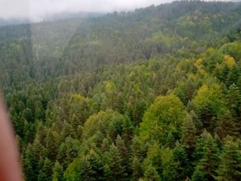 Scenic view of forest