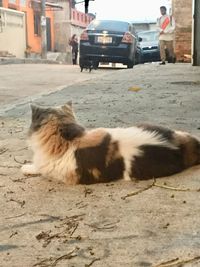 Cat on street in city