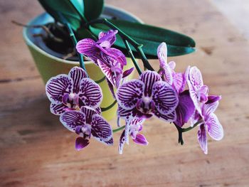 High angle view of purple flowering plant