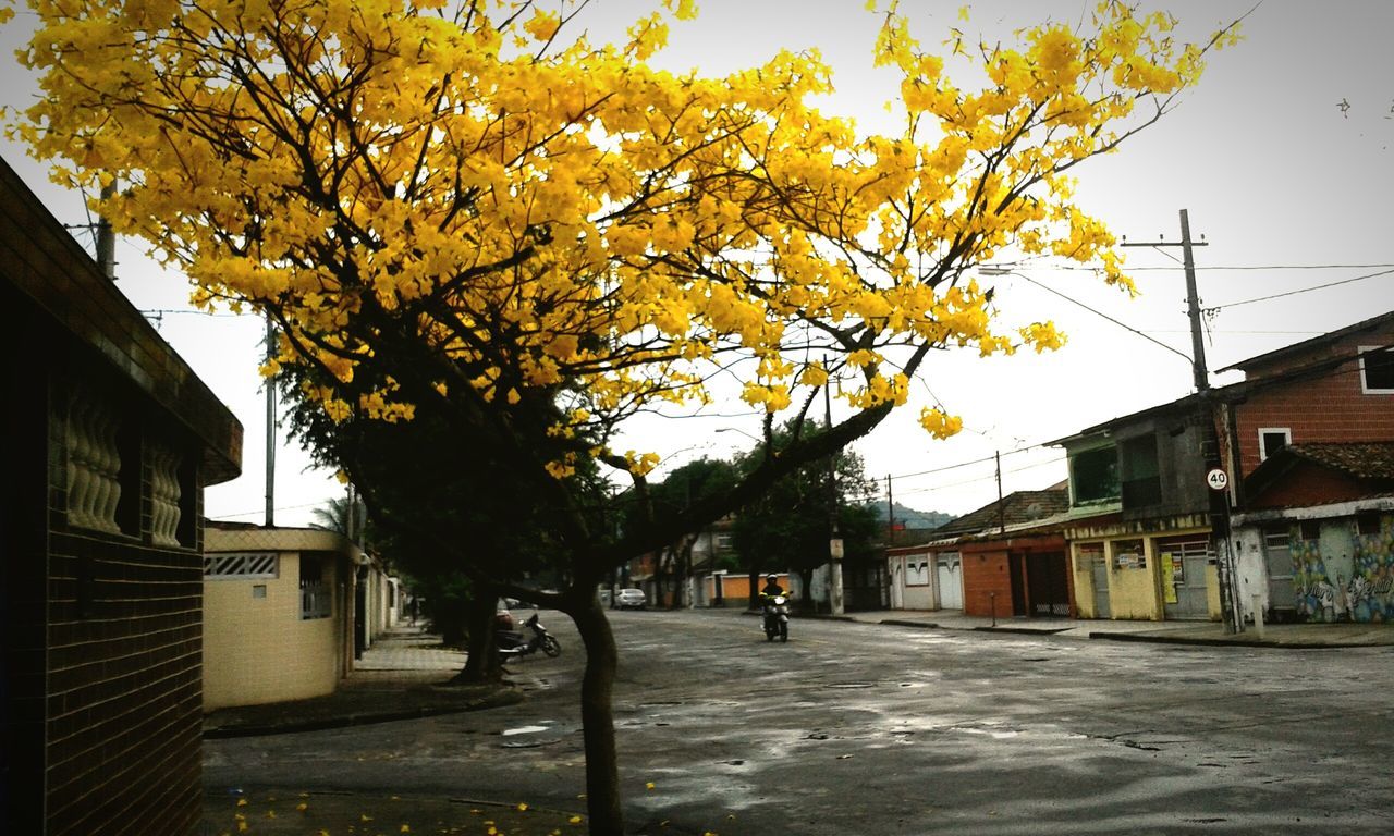 building exterior, architecture, built structure, tree, autumn, house, residential building, residential structure, street, change, yellow, city, branch, sky, building, road, outdoors, day, clear sky, orange color