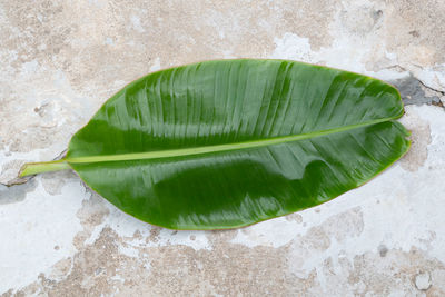 High angle view of leaf floating on water