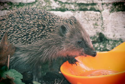 Close-up of hedgehog  eating food