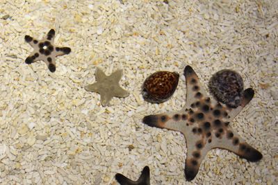 High angle view of crab on sand