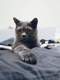 Close-up portrait of a cat