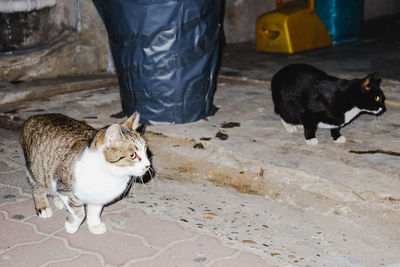 Low section of cat standing outdoors