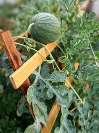 Close-up of fruit growing on plant