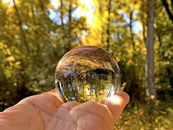 Cropped hand holding crystal ball with reflection of trees