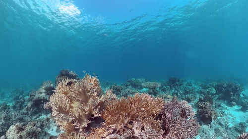 View of coral in sea