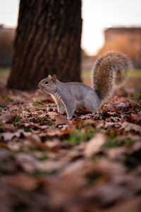 Close-up of squirrel on tree trunk