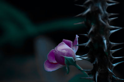 Close-up of flower against blurred background