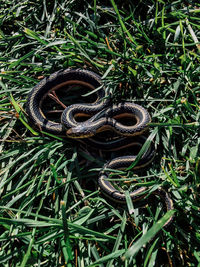 High angle view of snake on grassy field during sunny day