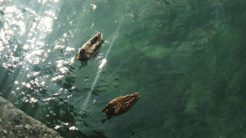 High angle view of fish swimming in sea