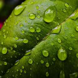 Close-up of water drops on leaf