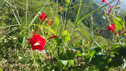 Close-up of red flower