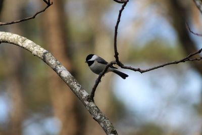 Close-up of bird perching on branch