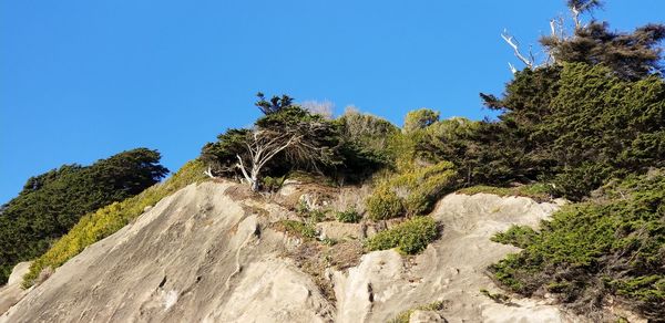 Trees on cliff against clear blue sky