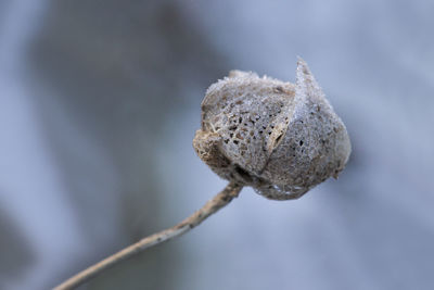 Close-up of snow on plant