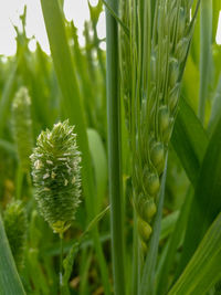 Close-up of fresh green plant in field