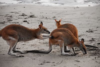 View of two dogs on beach