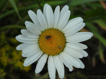 Close-up of white daisy flower