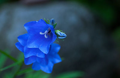 Close-up of purple flowering plant