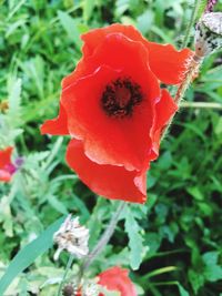 Close-up of red flowers