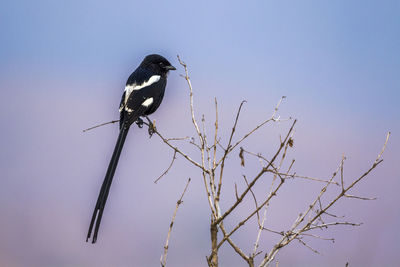 Low angle view of bird perching on branch against sky