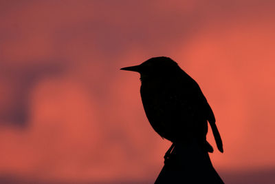 Close-up of bird perching on yellow sky