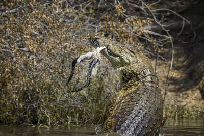 Crocodile hunting animal in forest
