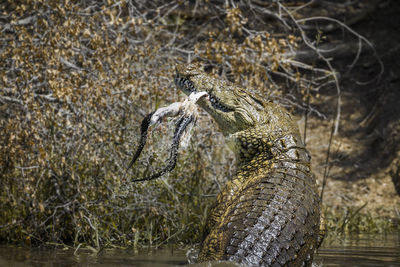 Close-up of crocodile in sea