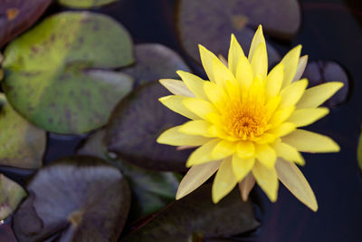 Close-up of yellow water lily