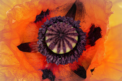Close-up of orange poppy flower