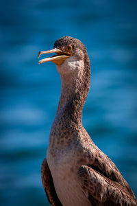 Close-up of a bird