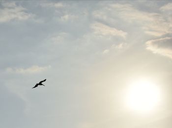 Low angle view of bird flying against sky