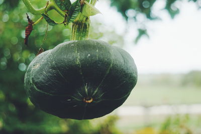 Close-up of pumpkin