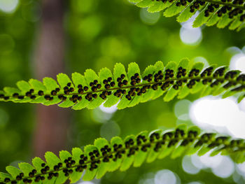 Close-up of fern leaves