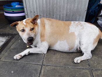 High angle view of dog resting on tiled floor